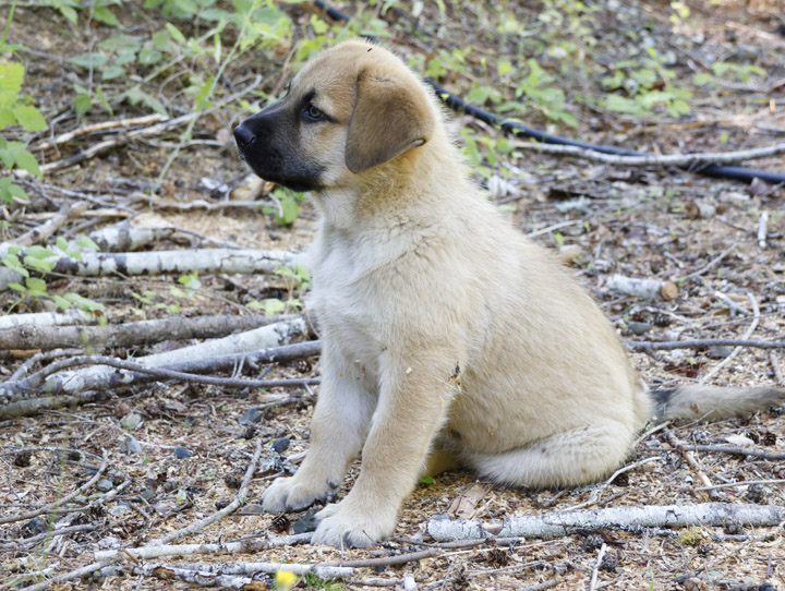 chinook dog